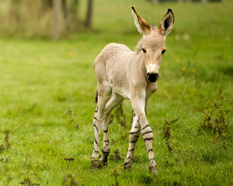 Illustration for article titled ZOMG BABY SOMALI WILD ASS FOALS! & Immature Fun With Punctuation